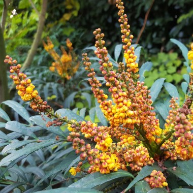 mahonia volcano (5)